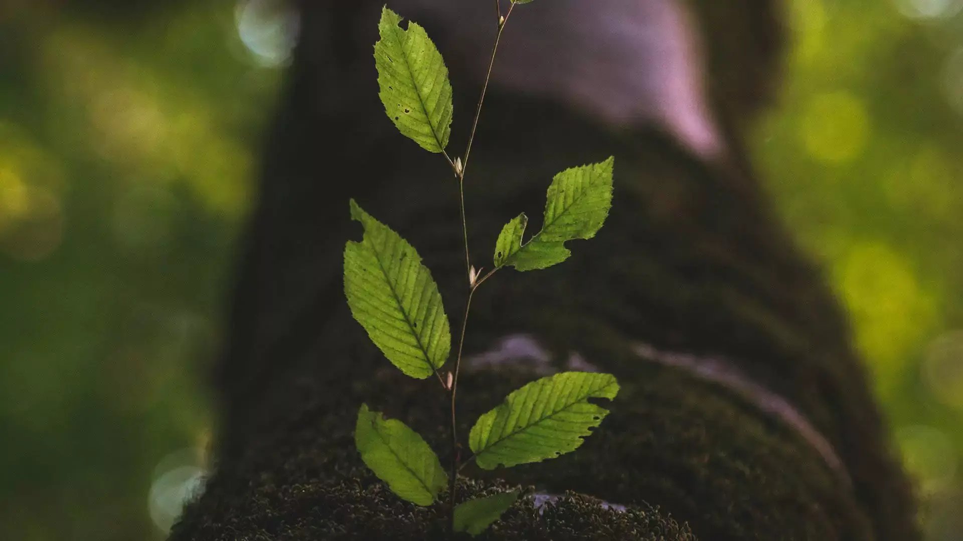 hrtt_4